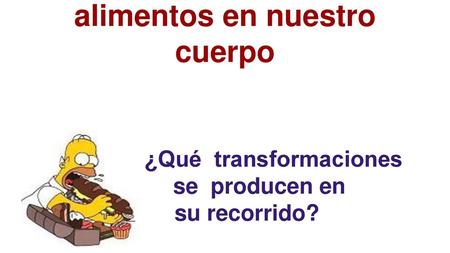 Qué ocurre con los alimentos en nuestro cuerpo