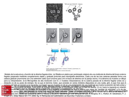 Modelo de la estructura y función de la dineína flagelar/ciliar