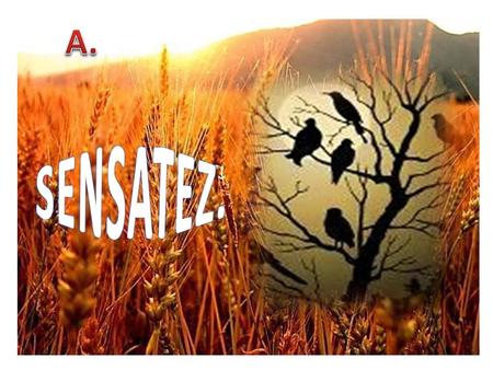 A. SENSATEZ..