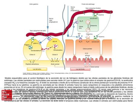 Modelo esquemático para el control fisiológico de la secreción del ion de hidrógeno (ácido) por las células parietales de las glándulas fúndicas del estómago.