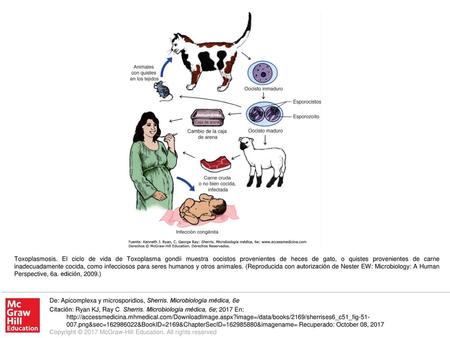 Toxoplasmosis. El ciclo de vida de Toxoplasma gondii muestra oocistos provenientes de heces de gato, o quistes provenientes de carne inadecuadamente cocida,