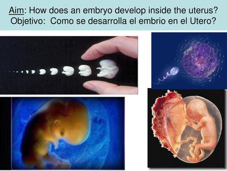 Aim: How does an embryo develop inside the uterus