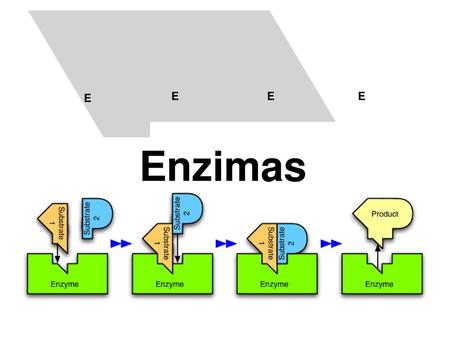 E Enzimas.