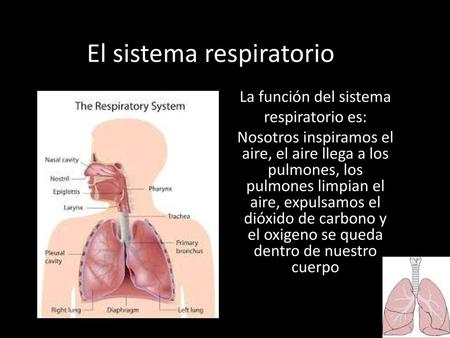 El sistema respiratorio