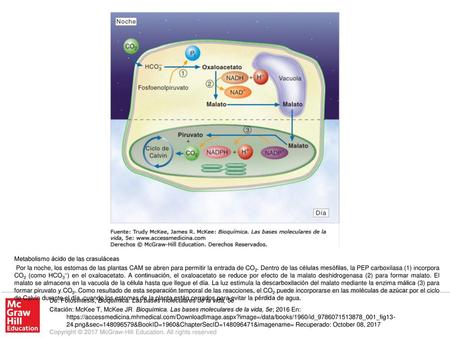 Por la noche, los estomas de las plantas CAM se abren para permitir la entrada de CO2. Dentro de las células mesófilas, la PEP carboxilasa (1) incorpora.