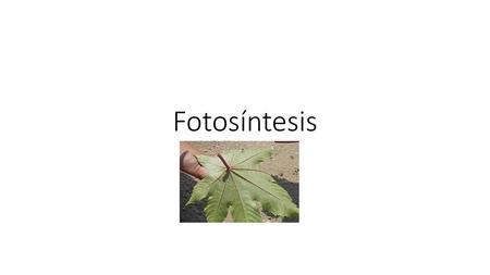 Fotosíntesis.