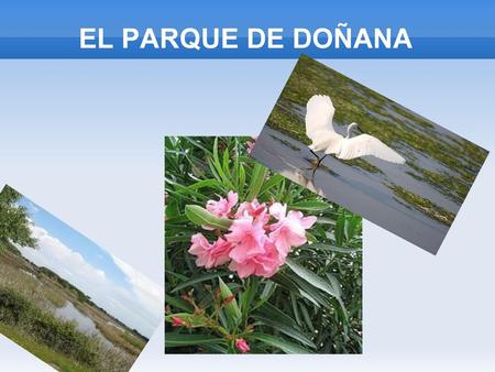 EL PARQUE DE DOÑANA.