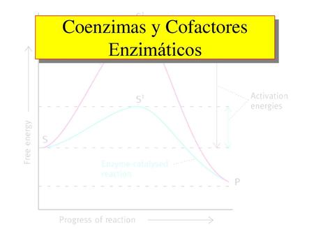 Coenzimas y Cofactores Enzimáticos