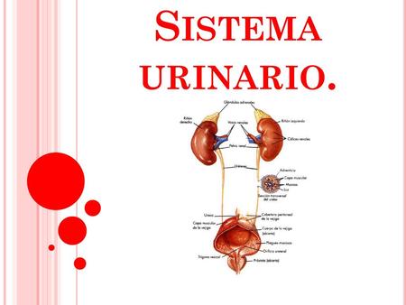 Sistema urinario..