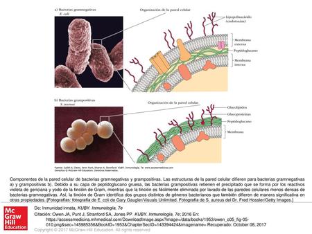 Componentes de la pared celular de bacterias gramnegativas y grampositivas. Las estructuras de la pared celular difieren para bacterias gramnegativas a)
