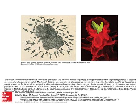Dibujo por Elie Metchnikoff de células fagocíticas que rodean una partícula extraña (izquierda), e imagen moderna de un fagocito fagocitando la bacteria.