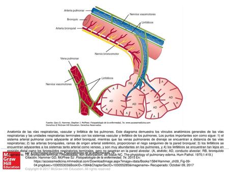 Anatomía de las vías respiratorias, vascular y linfática de los pulmones. Este diagrama demuestra los vínculos anatómicos generales de las vías respiratorias.