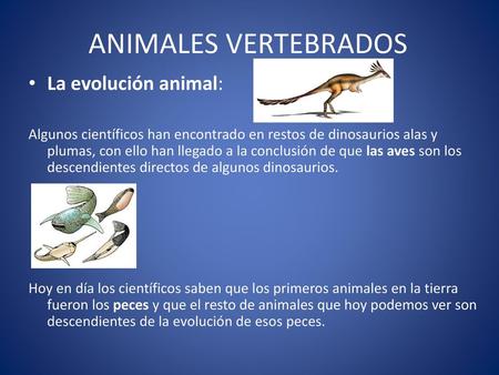 ANIMALES VERTEBRADOS La evolución animal: