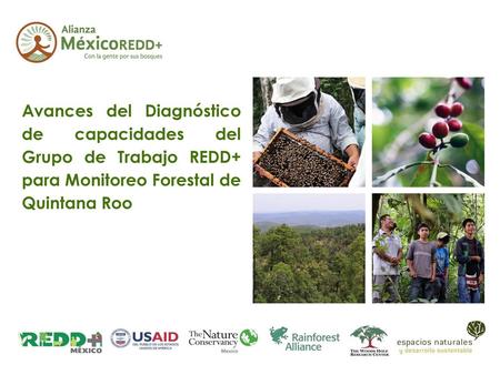 Avances del Diagnóstico de capacidades del Grupo de Trabajo REDD+ para Monitoreo Forestal de Quintana Roo.