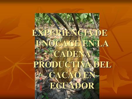EXPERIENCIA DE UNOCACE EN LA CADENA PRODUCTIVA DEL CACAO EN ECUADOR