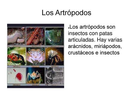 Los Artrópodos Los artrópodos son insectos con patas articuladas. Hay varias arácnidos, miriápodos, crustáceos e insectos.