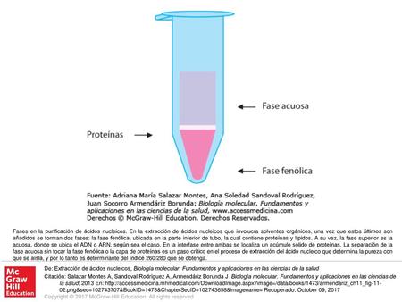 Fases en la purificación de ácidos nucleicos