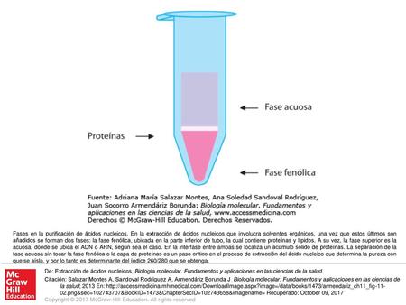Fases en la purificación de ácidos nucleicos