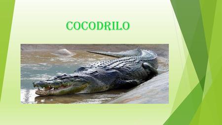 Cocodrilo.