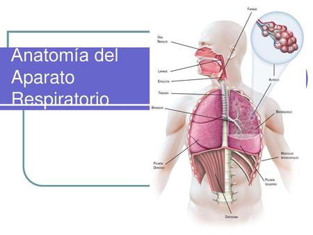 Anatomía del Aparato Respiratorio