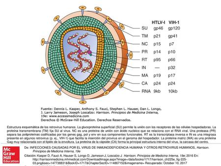 Estructura esquemática de los retrovirus humanos