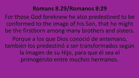 Romans 8.29/Romanos 8:29 For those God foreknew he also predestined to be conformed to the image of his Son, that he might be the firstborn among many.