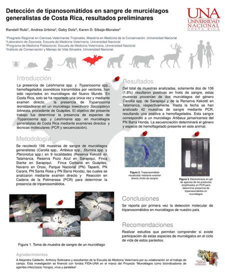 Introducción Metodología Resultados Conclusiones Recomendaciones Detección de tipanosomátidos en sangre de murciélagos generalistas de Costa Rica, resultados.