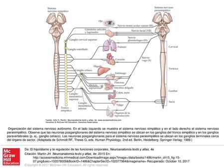Organización del sistema nervioso autónomo