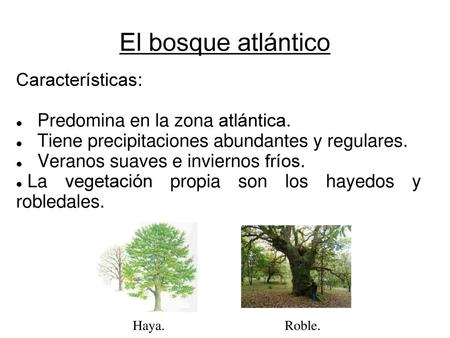 El bosque atlántico Características: Predomina en la zona atlántica.