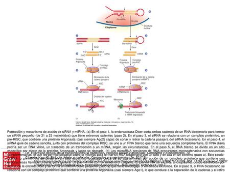 Formación y mecanismo de acción de siRNA y miRNA