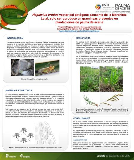 Haplaxius crudus vector del patógeno causante de la Marchitez Letal, solo se reproduce en gramíneas presentes en plantaciones de palma de aceite Programa.