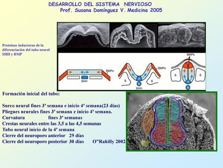 DESARROLLO DEL SISTEMA NERVIOSO