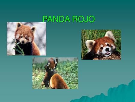 PANDA ROJO.