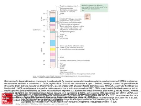 Representación diagramática de un cromosoma X con bandeo G