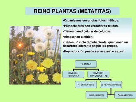 REINO PLANTAS (METAFITAS)