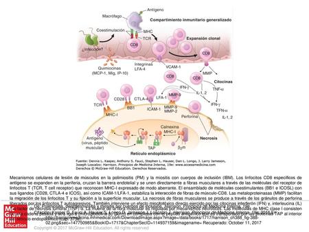 Mecanismos celulares de lesión de músculos en la polimiositis (PM) y la miositis con cuerpos de inclusión (IBM). Los linfocitos CD8 específicos de antígeno.