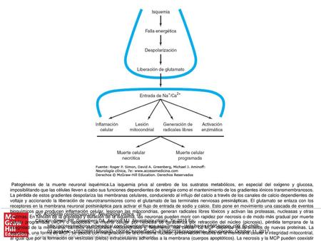 Patogénesis de la muerte neuronal isquémica