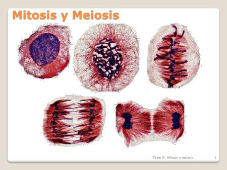 Mitosis y Meiosis Tema 2: Mitosis y meiosis.