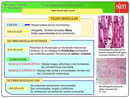 3. La organización pluricelular Tejidos animales: tejido muscular