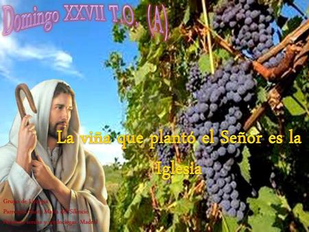 La viña que plantó el Señor es la Iglesia