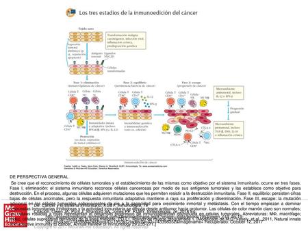 Se cree que el reconocimiento de células tumorales y el establecimiento de las mismas como objetivo por el sistema inmunitario, ocurre en tres fases. Fase.