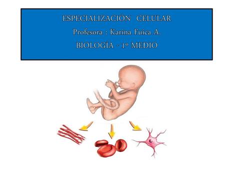 ESPECIALIZACIÓN CELULAR Profesora : Karina Fuica A.