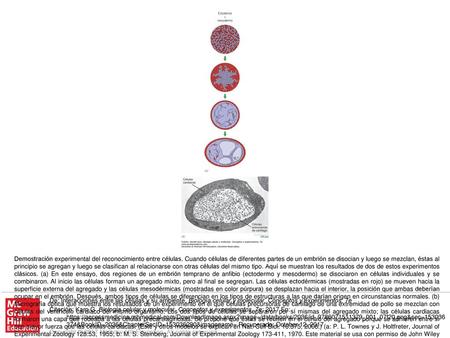 Demostración experimental del reconocimiento entre células