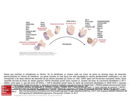 Genes que controlan la nefrogénesis en riñones