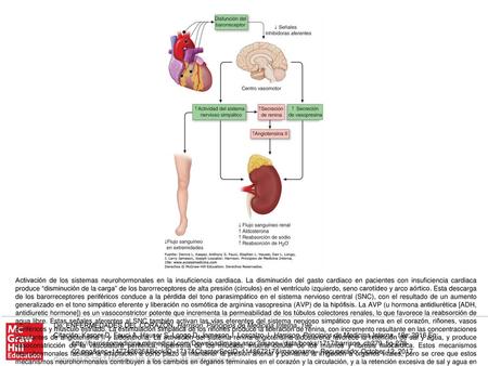 Activación de los sistemas neurohormonales en la insuficiencia cardiaca. La disminución del gasto cardiaco en pacientes con insuficiencia cardiaca produce.