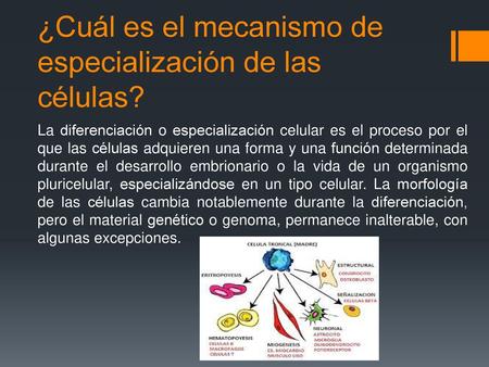 ¿Cuál es el mecanismo de especialización de las células?