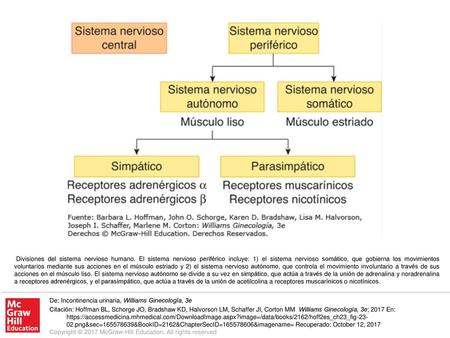 Divisiones del sistema nervioso humano