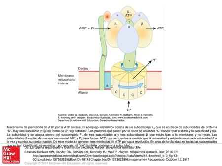 Mecanismo de producción de ATP por la ATP sintasa