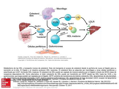 Metabolismo de las HDL y transporte inverso de colesterol