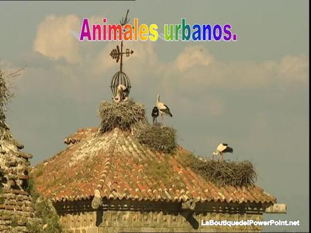 Animales urbanos. LaBoutiquedelPowerPoint.net.